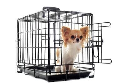 Prepping Your Pet for a Kennel Stay image
